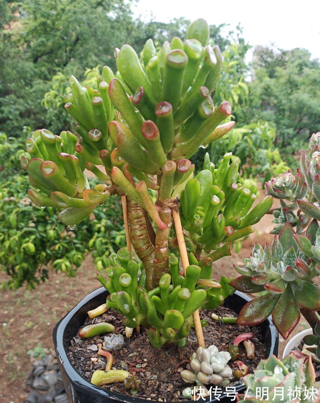 3种“不起眼”的多肉，原本无人问津，后期成网红抢手货，抢着要