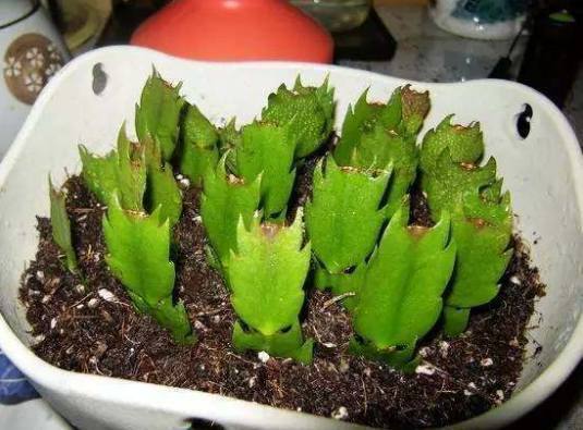 从老妈家揪了一片叶子，一段时间后成这样，阳台都放不下了