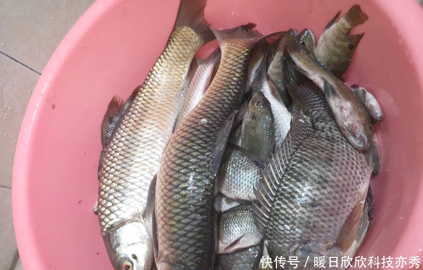 鱼儿|野钓窝料不能随便打，不同鱼情有对应套路，逼它优先吃钩