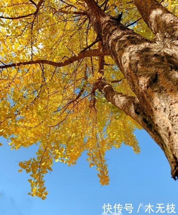 喜讯!百变落叶大赏,小川川又获奖啦!!