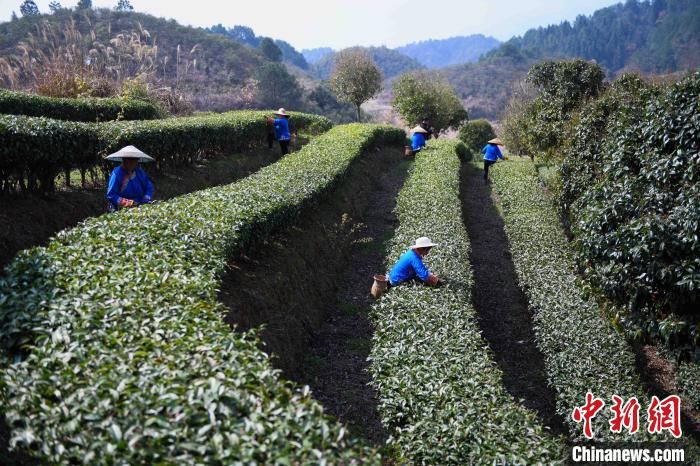 广西龙胜：春暖茶香采摘忙