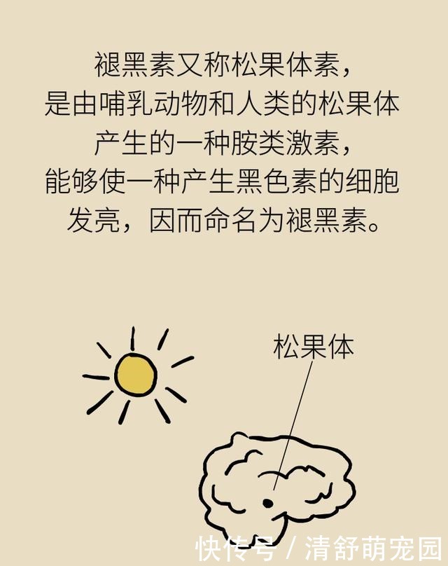 褪黑素|为啥失眠？因为不分泌褪黑素！为啥不分泌褪黑素？因为……
