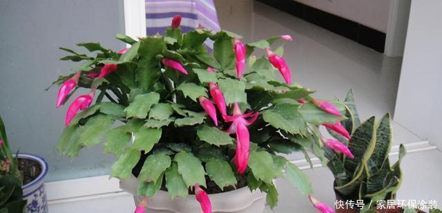 开花|蟹爪兰迟迟不肯开花,遇到这种情况,这几点需要格外注意