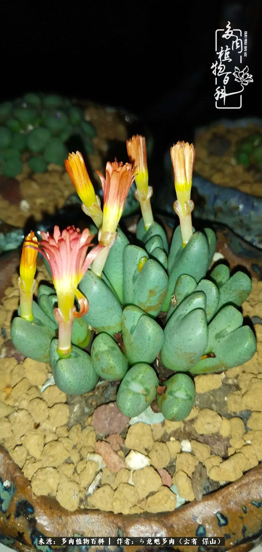 叶片|美了，美了！当秋天的风吹向你我的多肉！