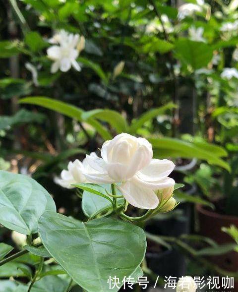 叶片|养茉莉花，花后记住“4要领”，花开不断芳香四溢，每次都爆盆