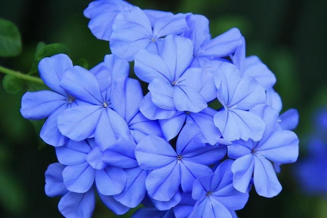 爆盆|想蓝雪花入夏就爆盆,养护要做到“3个充足”,枝头上都是花苞