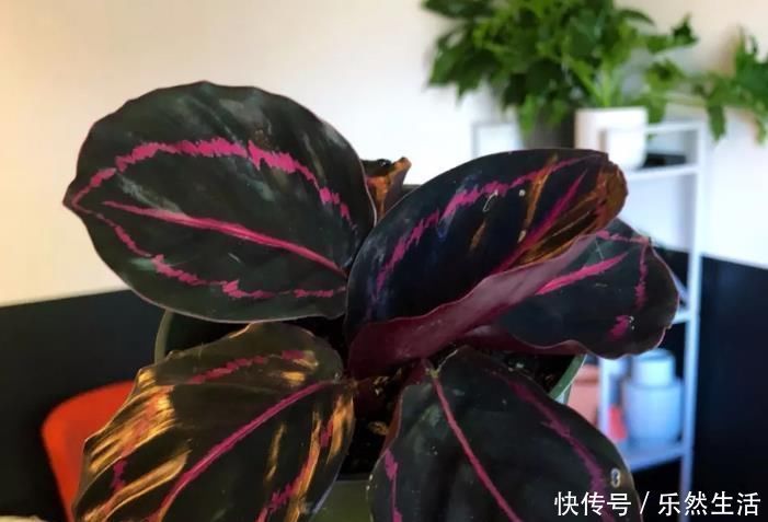 最适合养在室内的7种花，有点散射光就能蹭蹭地长