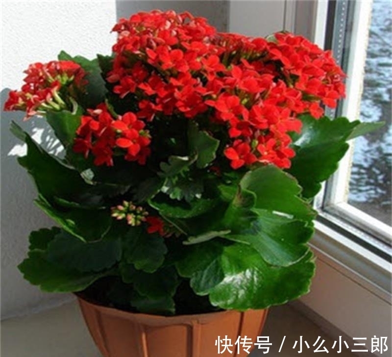 早春养长寿花，做好“剪、翻、养”，再次开成“大花球”