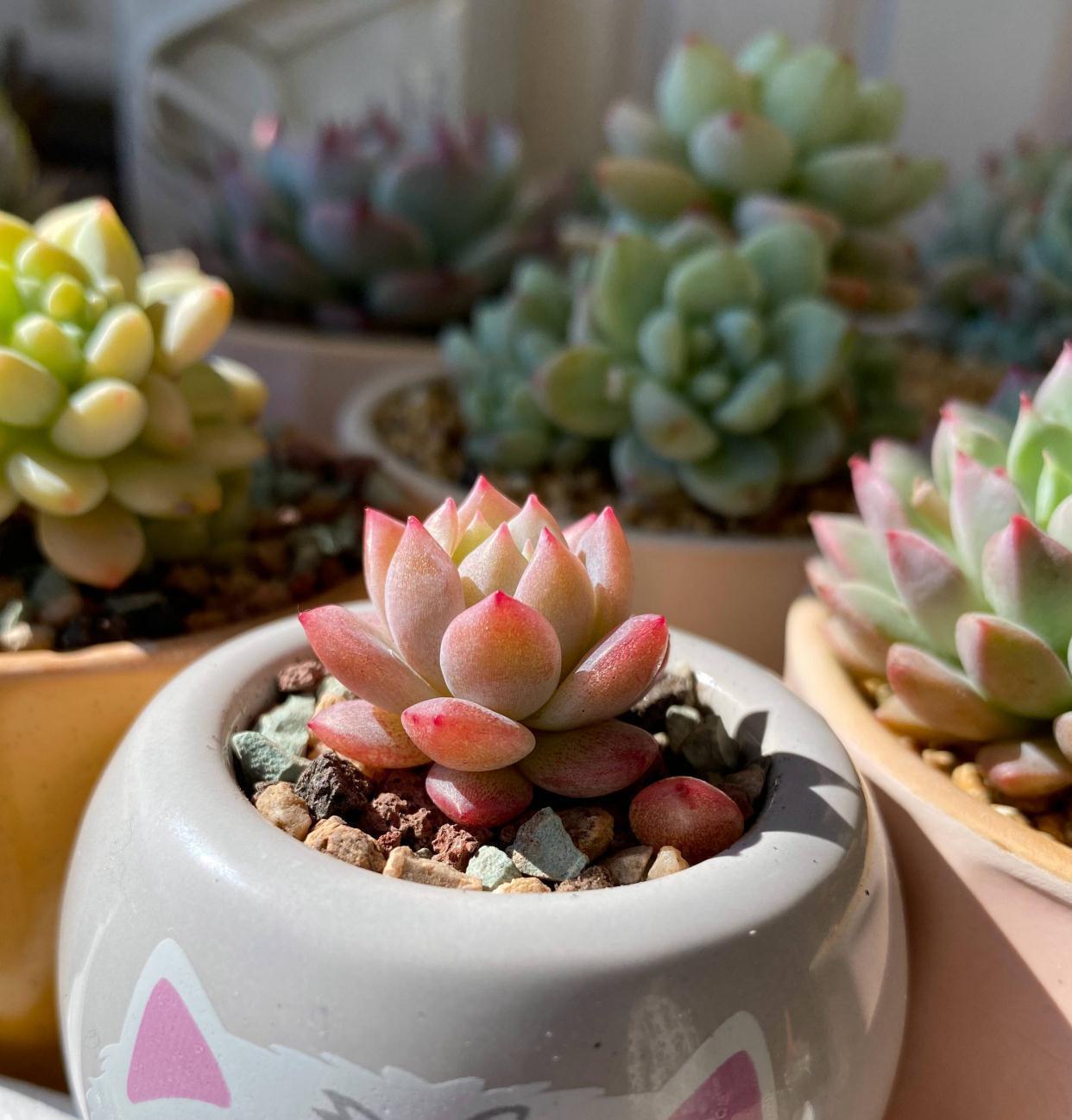 老桩|养多肉,有一点很关键,枝叶茁壮变老桩,颜色状态都很赞