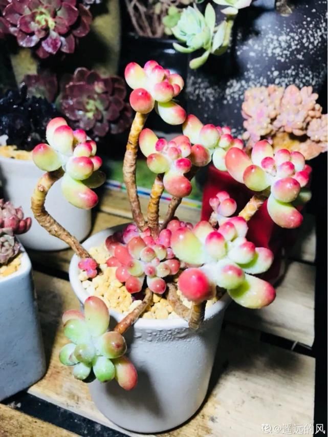 一入肉坑深似海，越养越上瘾