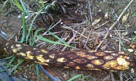 生命力|此种野生物,现可遇不可求,在民间十分珍贵,值得被我们珍惜保存