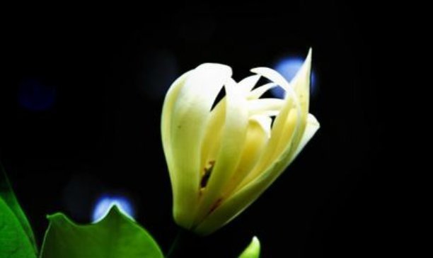 此花沾土就能活,花开又多又美,香气更胜兰花,寓意坚贞不渝的爱