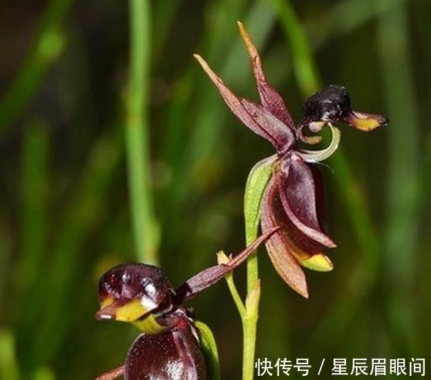 动物|花儿也疯狂,明明是花,就是不认输,非要长的和动物一模一样