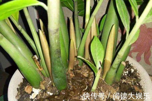 5种花“专吃土”,砸开花盆全是“大块根”,正确方法