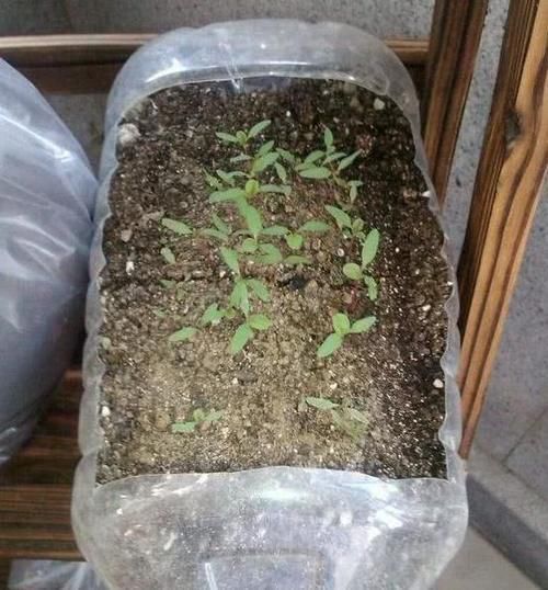 别再嫌弃油桶没用了,处理一番栽花种菜做支架,让城里人长见识