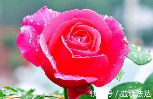 二乔菊|4种花一养就上瘾,种植简单花期超长,开出一片花海