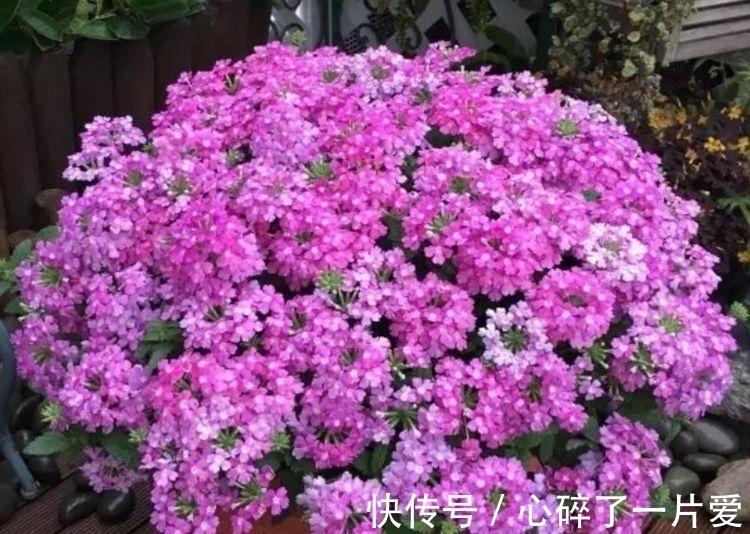 4种花,堪称“开花机器”,养家里,直接变成小花园,花朵硕大