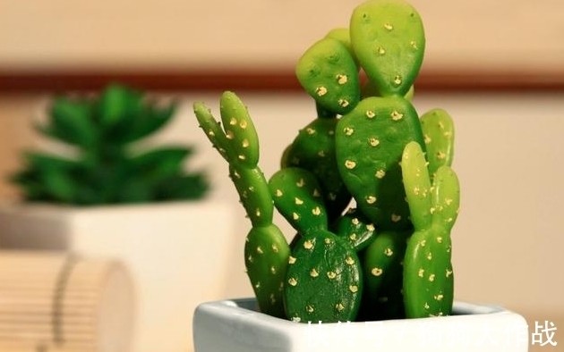 杀菌消毒|养花期间杀菌消毒用什么好?有厨房常见物大蒜、小苏打就够了