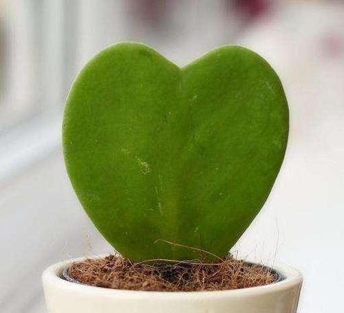 花卉|头次见“这种”花,叶子像颗“心”,好特别、是盆栽佳品