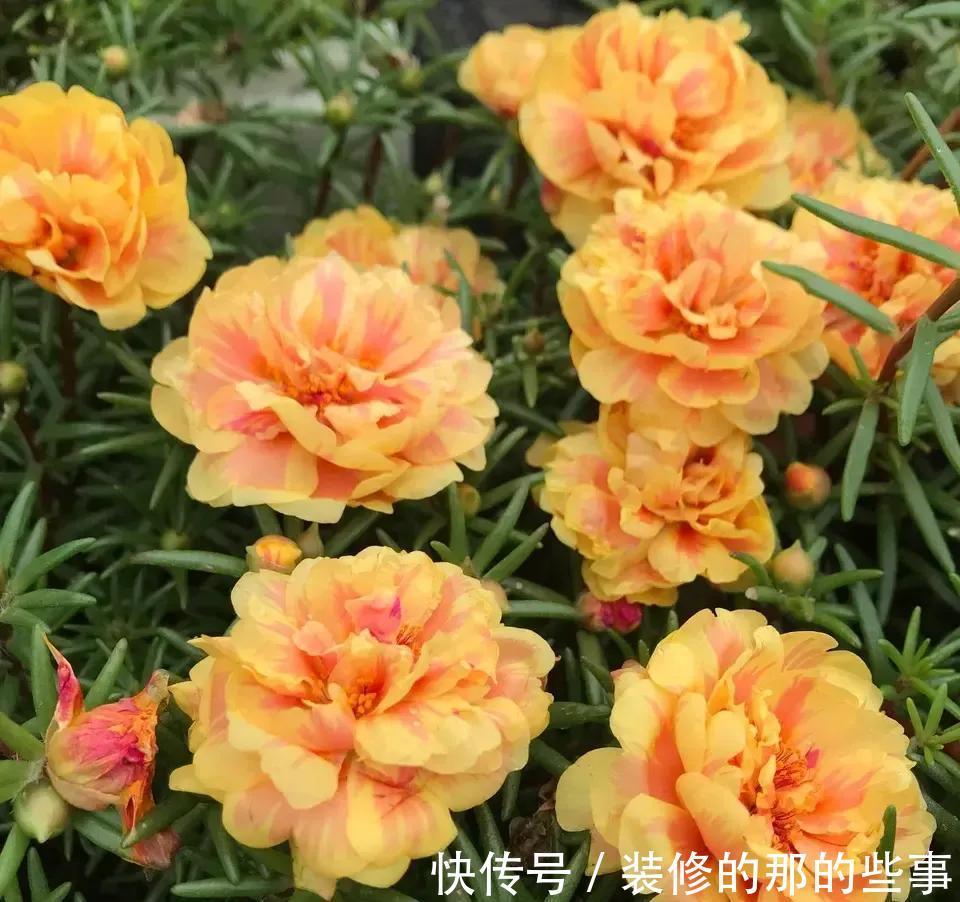 光辉岁月|5种“漂亮花”,40度高温依然爆花球,开花200天,越热花越多