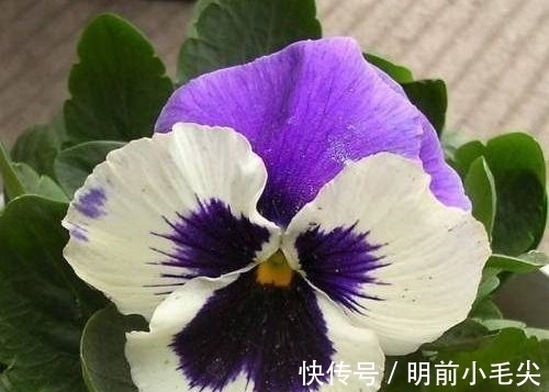 春天就养4种花,越晒越开花,一开就是200天,快养起来吧!