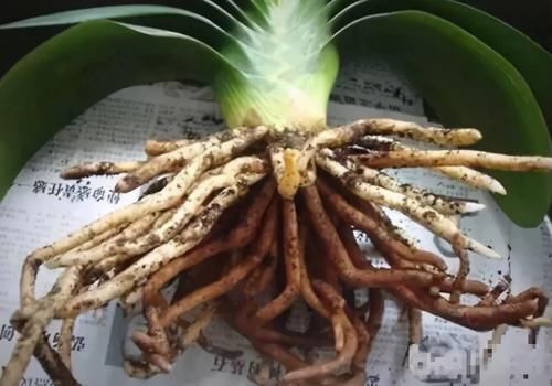 养花换盆期间有很多“讲究”，弄清楚，换完植物猛窜个长花叶