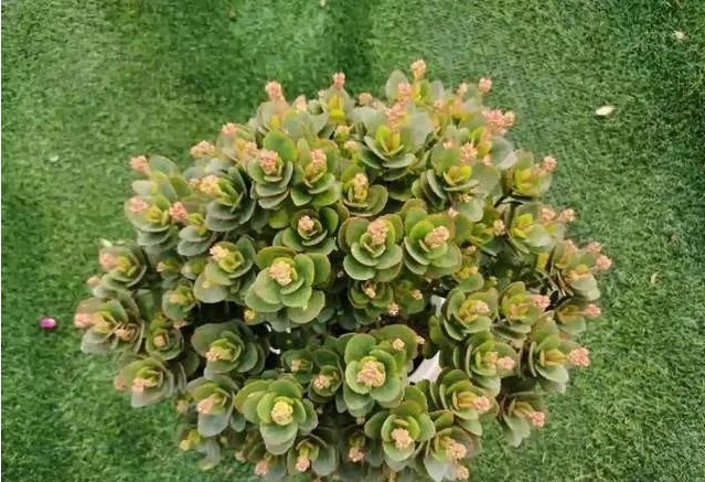 长寿花养成老桩价值高,教你3字口诀,1年变老桩,开成花球
