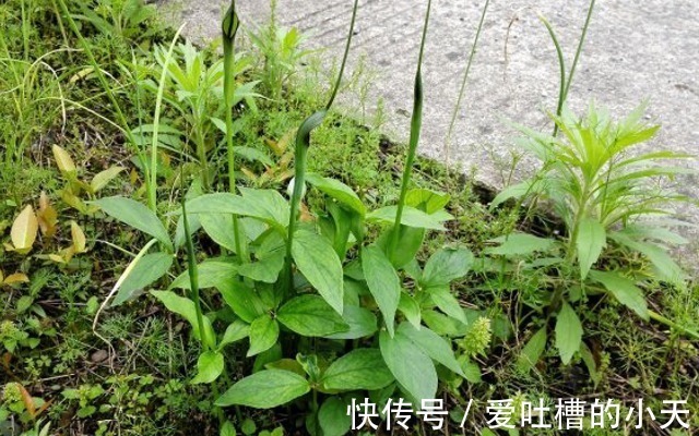 植株|路旁一种小植物,看似不起眼却要160元一斤,今天知道请珍惜