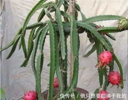 树苗|3种水果吃完核留下,水里泡一天,30天长成小树苗