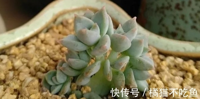 美美的大普货白牡丹虽容易相处,但使起性子来也格外刚烈