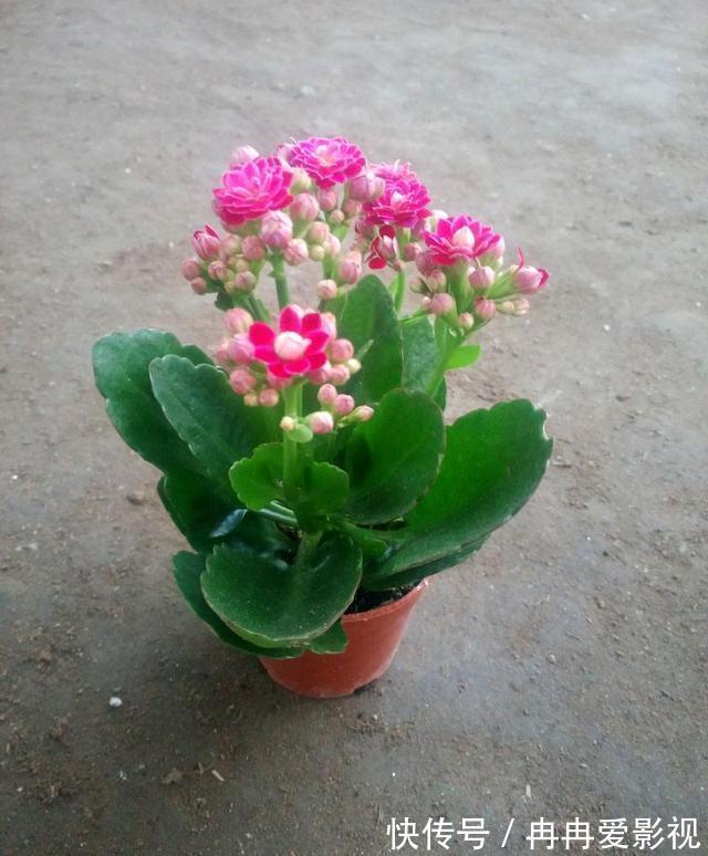 盆栽|长寿花又被称为寿星花、圣诞伽蓝菜！盆栽注意4点，花朵挂满枝