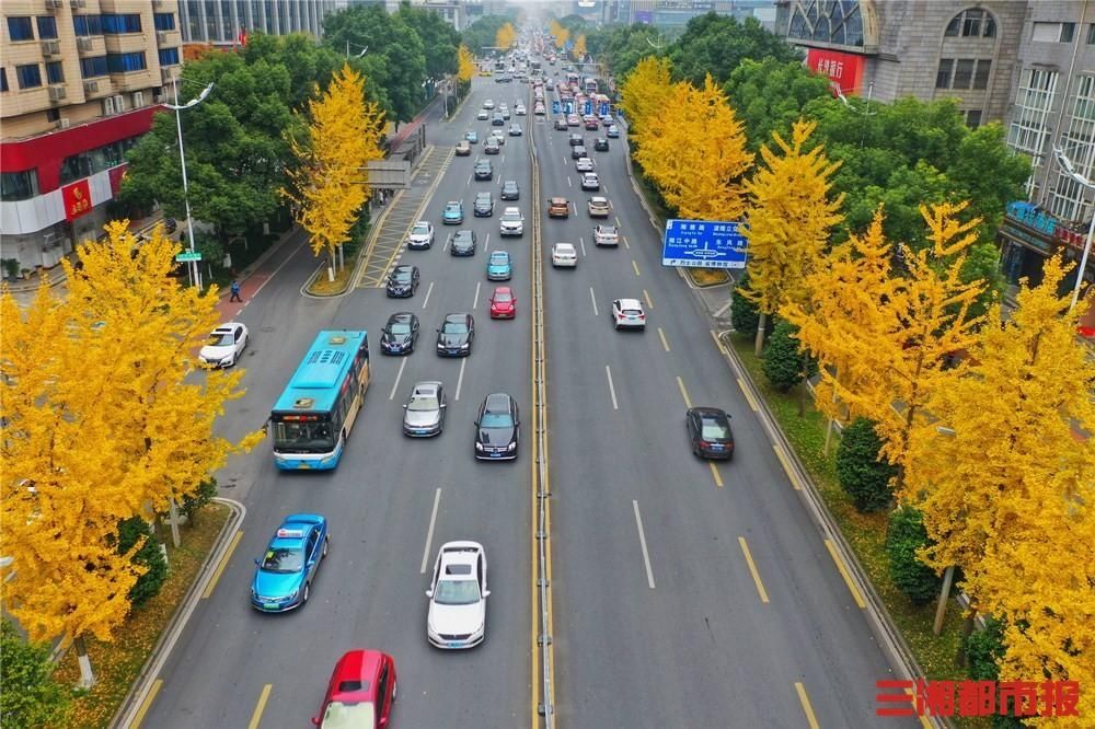  长沙|图集丨长沙芙蓉路金蝶飞舞满枝黄