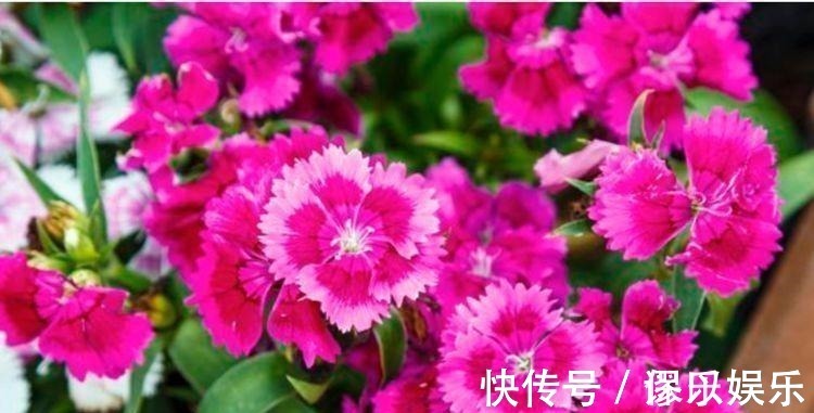 就买4种花便宜又好养的花,开起花来拦不住,颜值超高的