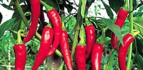 专家忠告炒辣椒不能放此物,吃了就是没病找病,现在知道还不晚