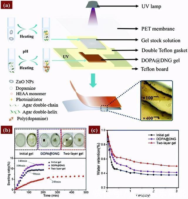 自愈|双网络水凝胶!超强自愈、保水、抗菌、粘附,专为透皮贴剂设计