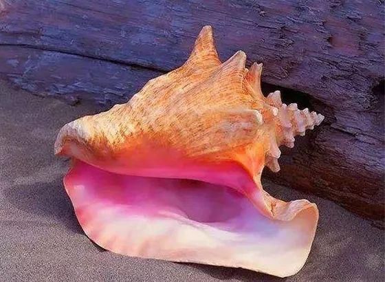 月光石 8种珠宝界特有的光学效应,又美又神奇,能认识一半都算行家啦!