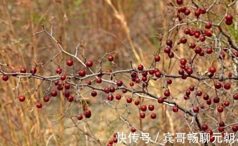 黄土高原|黄土山坡上的野果,果子小能生吃能泡茶,酸甜吃一口就停不下来!