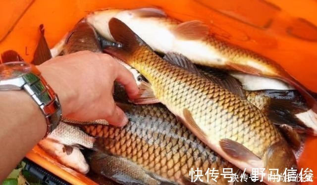 不是跟你吹，大鲤鱼一见这饵就狂咬，莫忽视，十有八九你不知