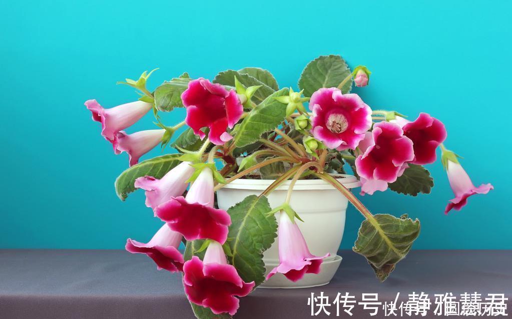 铁莲花|4种花越看越喜欢，比切花玫瑰还美，开花勤快