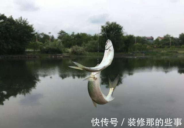 钓鱼|钓鱼人最讨厌的鱼排名！罗非名声最臭，鲤鱼居然也上榜