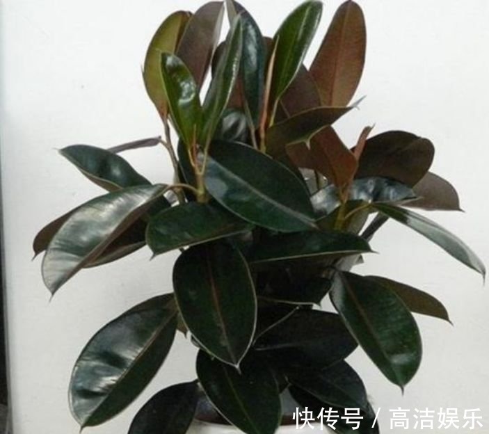 叶片|有钱人都养3种花,净化空气,还能很好的旺运,财源广进
