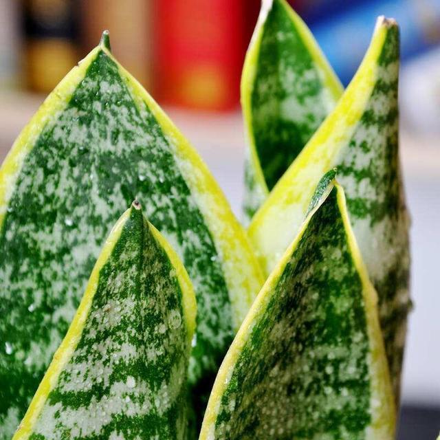 养花真的不要钱，这3种花摘片叶子放土里，生根就是小盆栽