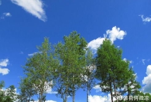 世界最奇怪的树,微风一吹就会笑,游客