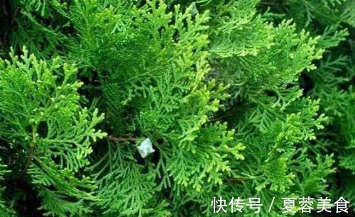 秘籍|有白发别想着染黑，老中医推荐黑发秘籍，年岁70满头黑发