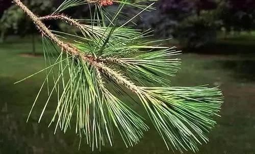 四种食材泡水喝，缓解脑供血不足