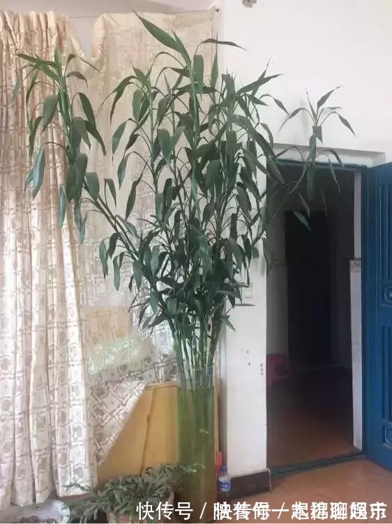 叶片|家中养一盆，有“灵气”的植物，油绿旺盛，招财旺家，平安，康健