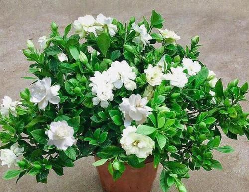 日常盆栽栀子花，满足3点要求，花朵可持久散发清香、制成花茶