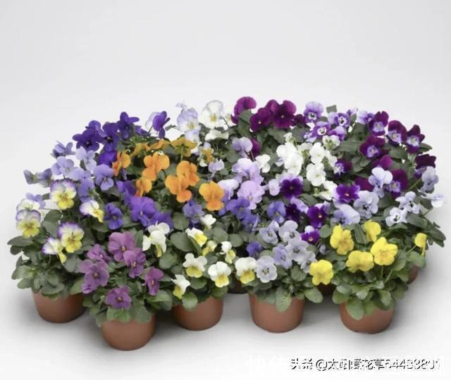 角堇|冬天要懒养的8种花,懒一点浇水开花多