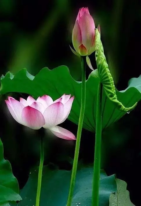 中国十大名花欣赏,美极了!