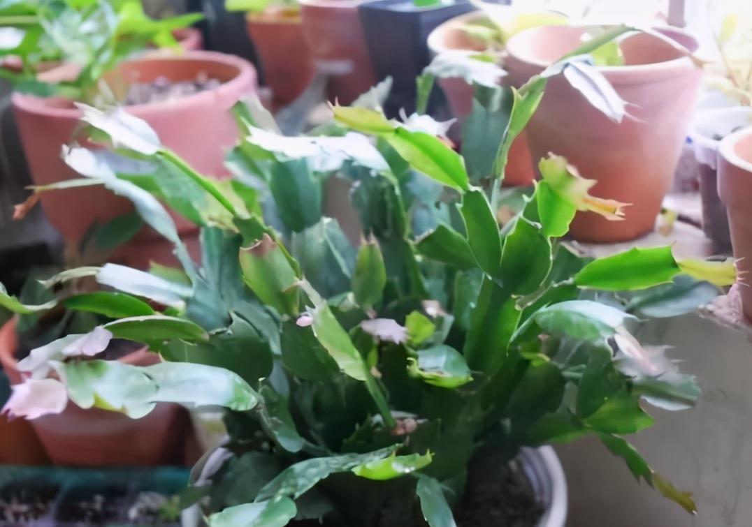 花友|害怕蟹爪兰夏季打蔫,告诉你几个关键操作,让它叶片油绿硬挺